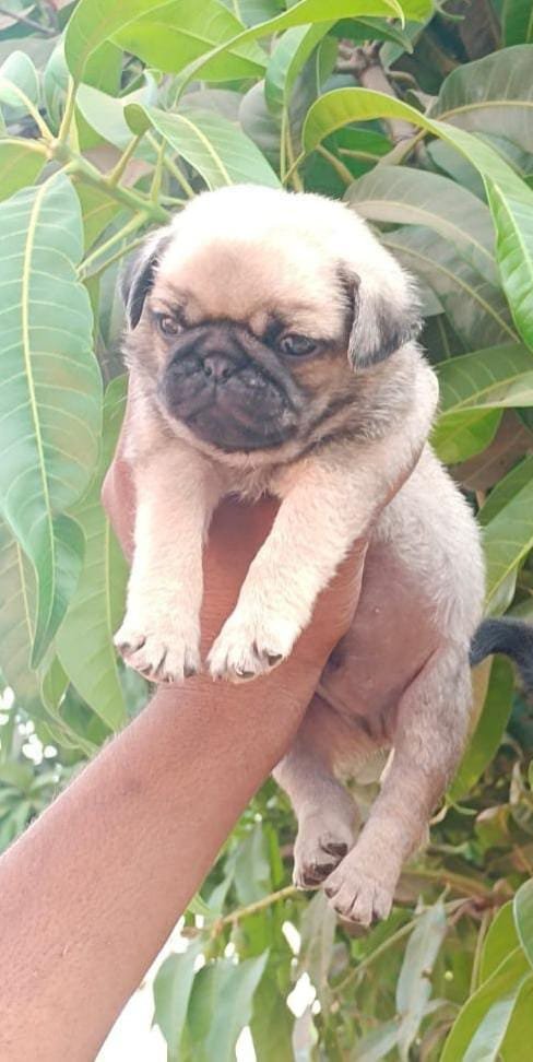Order Female Pug Puppy from Ahmedabad